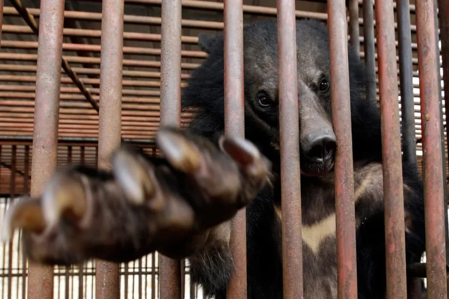 La histórica prohibición de Corea del Sur a la cría de osos para extraerles bilis: una nueva etapa para el bienestar animal