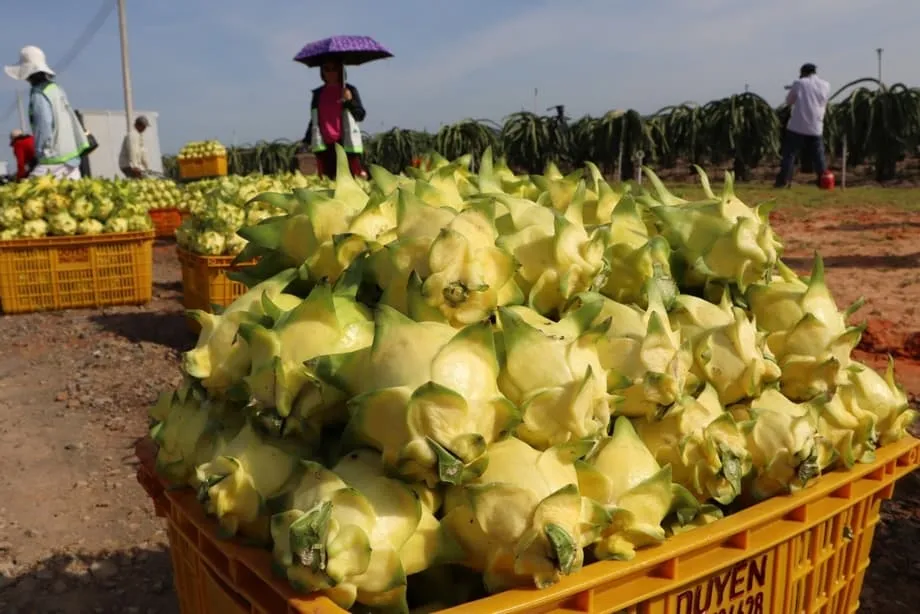 Las exportaciones de pitahaya de Vietnam alcanzan su nivel más bajo en 11 años ante la competencia mundial