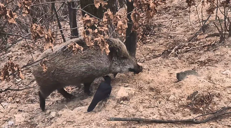 Aumentan los jabalíes en el parque nacional del monte Bukhan, en Seúl