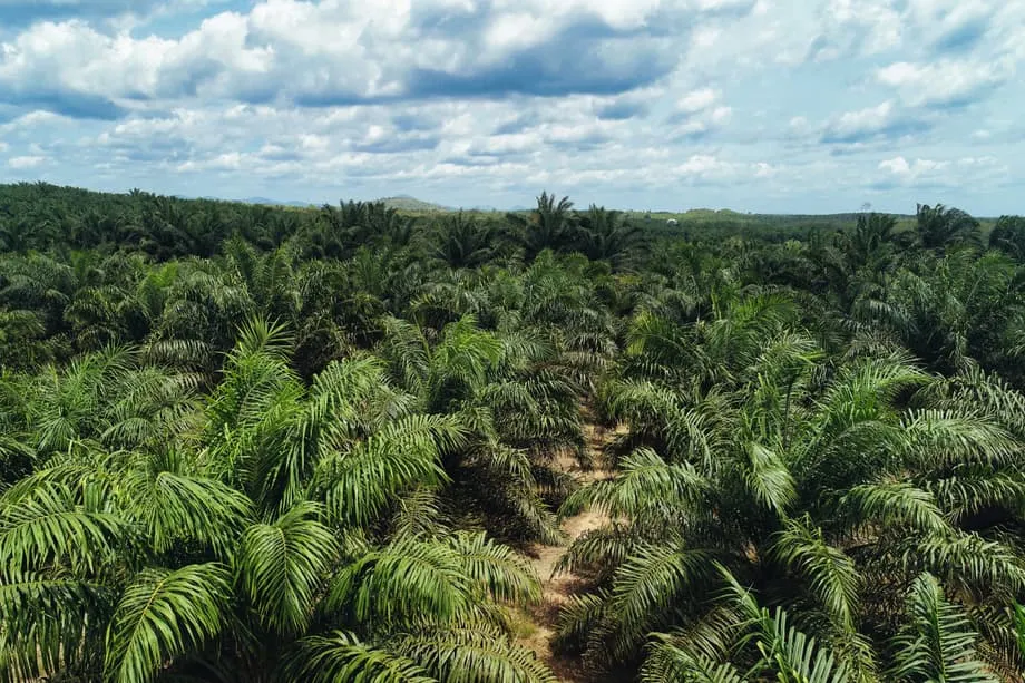 La campaña de incautación masiva de tierras en Indonesia reconfigura los mercados mundiales de recursos