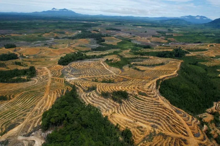 Indonesia intensifica la campaña de incautación de plantaciones de palma aceitera y prevé tomar otros cinco millones de hectáreas