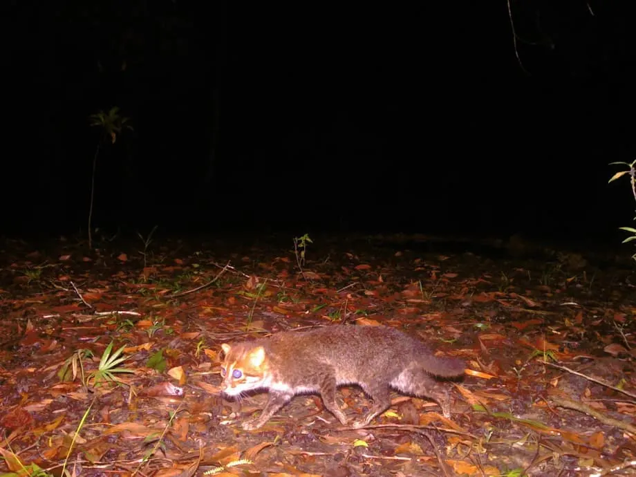 Redescubren en Tailandia al raro gato de cabeza plana tras décadas sin avistamientos