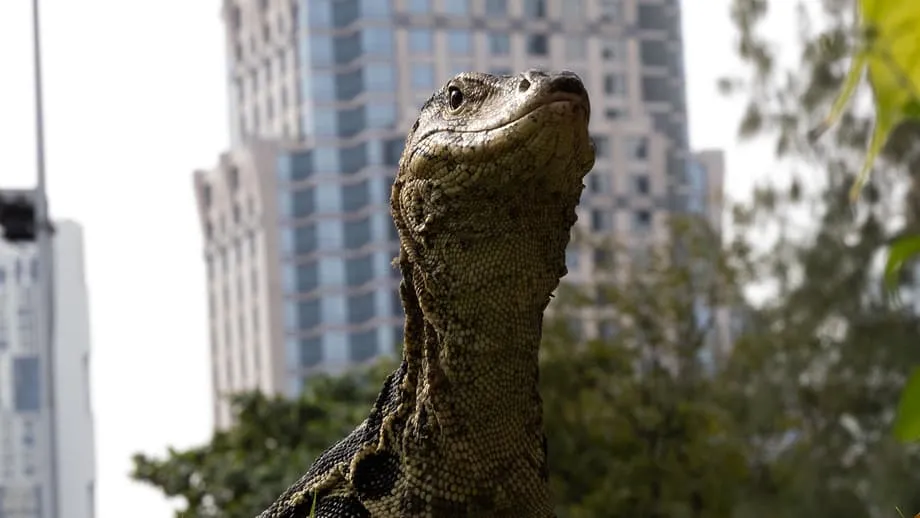 Los gigantes reptiles de Bangkok: cómo los varanos conquistaron la ciudad