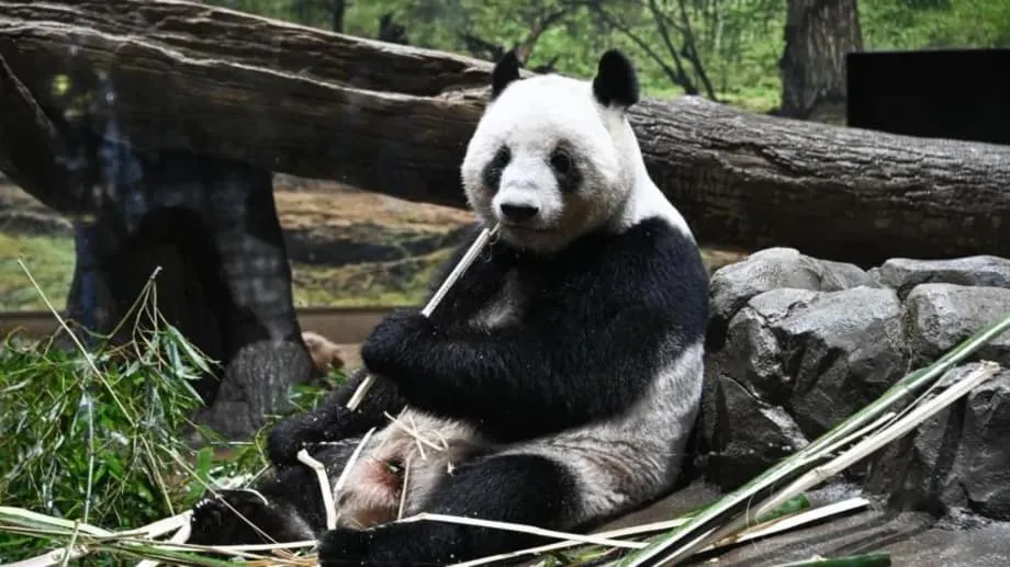 Japón se despide de sus últimos pandas mientras las tensiones diplomáticas amenazan medio siglo de amistad