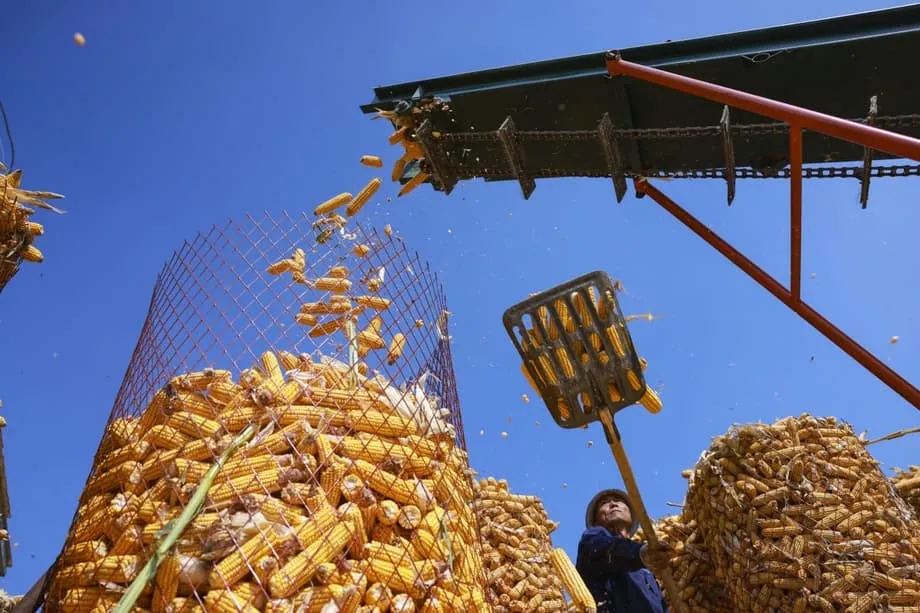 Científicos chinos multiplican por diez la producción de almidón artificial y avanzan hacia la fabricación industrial de alimentos