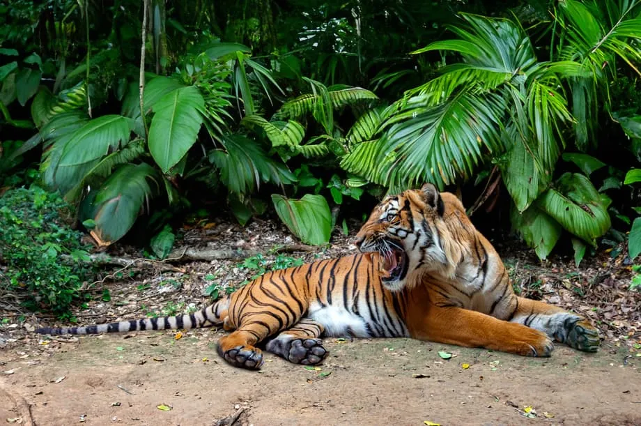 La reserva real del príncipe heredero ofrece la última esperanza para los tigres malayos