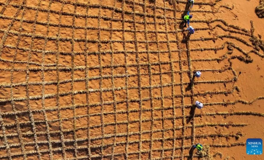 Científicos de China transforman la arena del desierto en suelo fértil en menos de un año mediante microbios