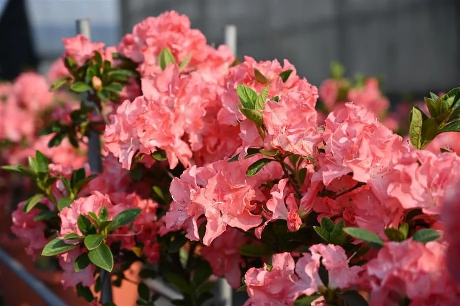 Taipéi se prepara para el espectáculo primaveral con la apertura del Festival de las Azaleas de 2026 y sus 200.000 flores