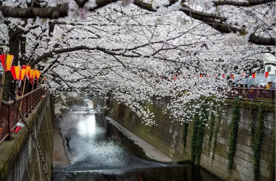 Un famoso lugar de Tokio para ver los cerezos en flor instala pantallas que bloquean las vistas para frenar las aglomeraciones