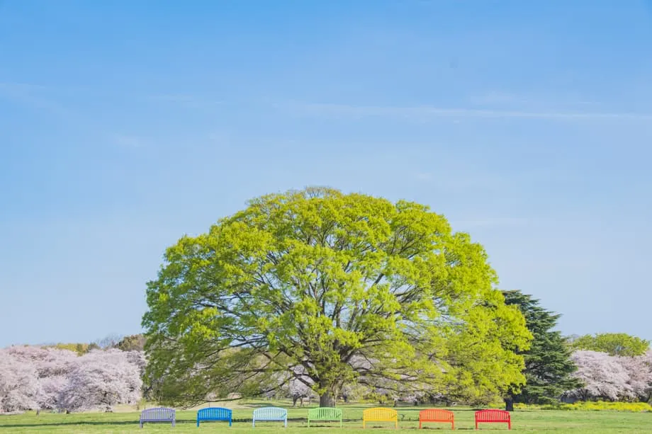 El oasis primaveral oculto de Tokio: el Festival de las Flores 2026 del parque Showa Kinen transforma un antiguo aeródromo en un paraíso floral