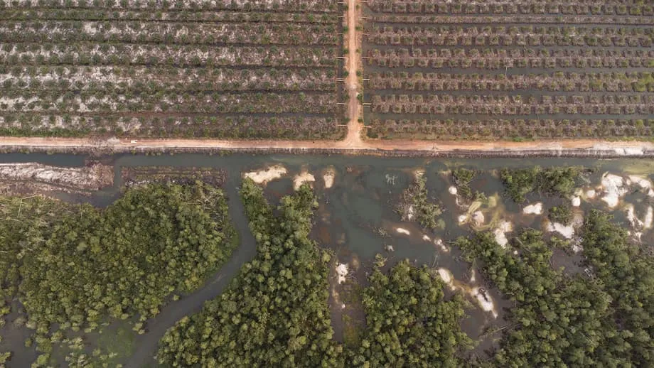 La crisis de los cocodrilos en Indonesia: cómo la minería de estaño para fabricar teléfonos inteligentes alimenta el mortal conflicto entre humanos y fauna silvestre