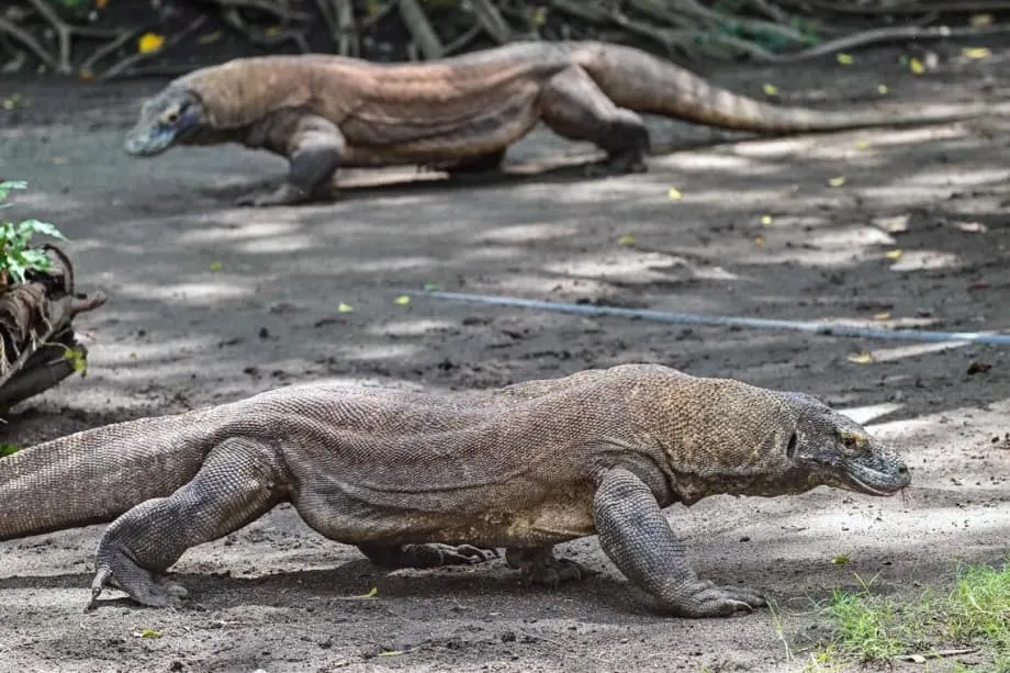 Diplomacia de dragones: Indonesia presta dragones de Komodo a Japón en un histórico intercambio para la conservación