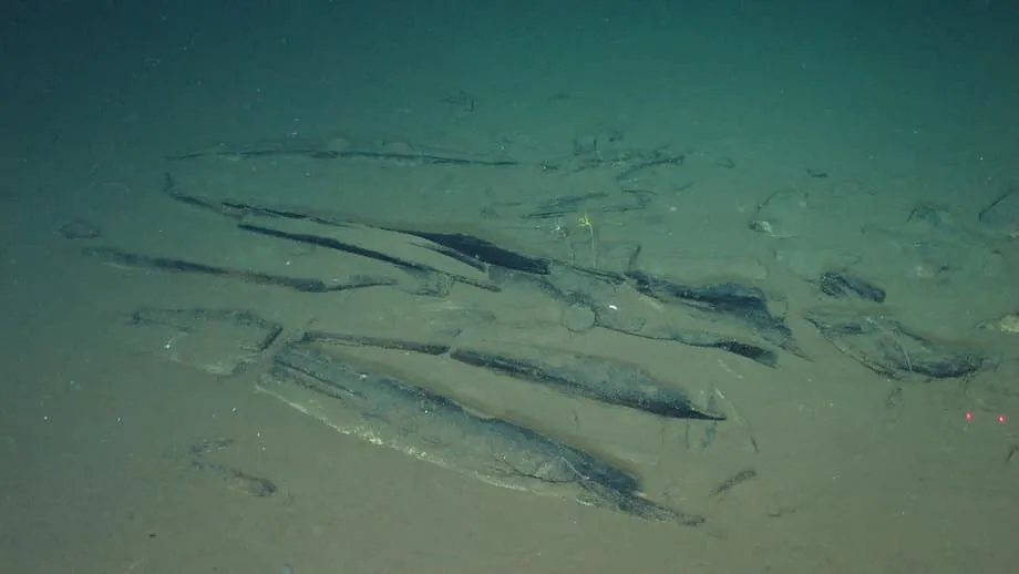 Científicos descubren en el océano Índico el cementerio de ballenas más profundo y extenso, con fósiles de 5,3 millones de años
