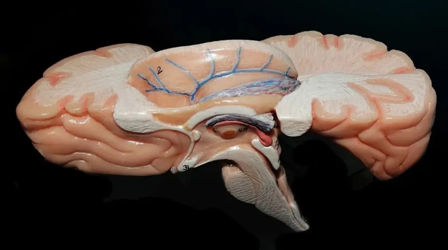 Científicos de India presentan ANCHOR, el atlas 3D más detallado del mundo del tronco encefálico humano
