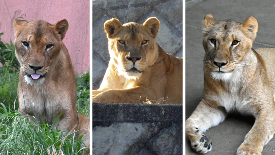 Tres leonas mueren en un zoológico de Tokio en medio de una ola de calor récord