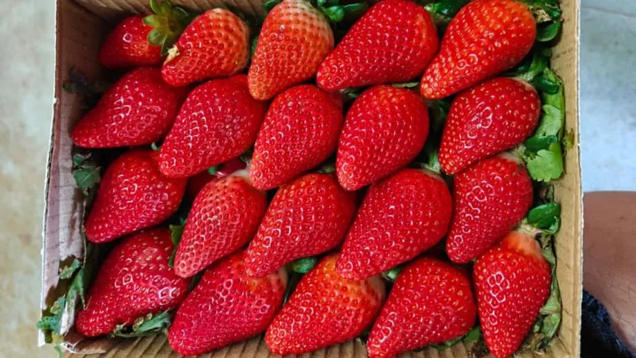 India busca independizarse de las fresas extranjeras mediante el mejoramiento genético y la tecnología