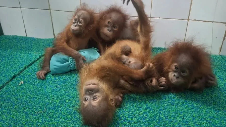 Cinco crías de orangután halladas en un bosque de Odisha mientras India investiga una posible ruta de tráfico ilegal