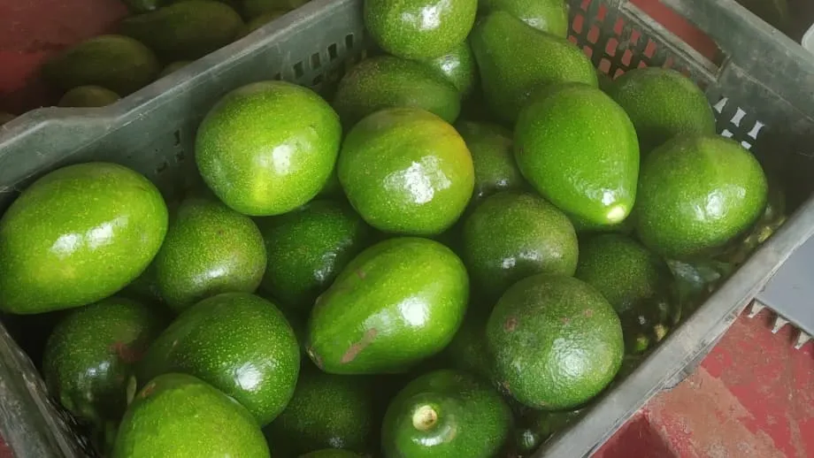 De fruta para perros a favorita: cómo se afianza el mercado del aguacate en India