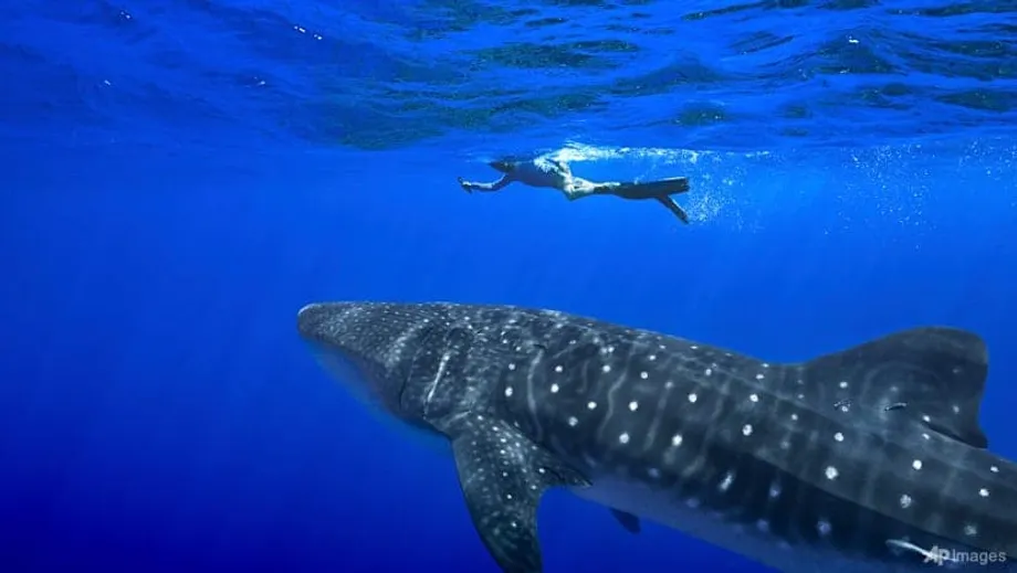 Gobiernos respaldan protecciones históricas para tiburones y rayas en la CITES, en Uzbekistán