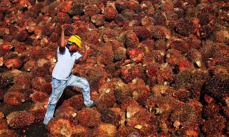 Malasia busca reactivar el comercio de aceite de palma con China ante la ventaja de precio del aceite de soja