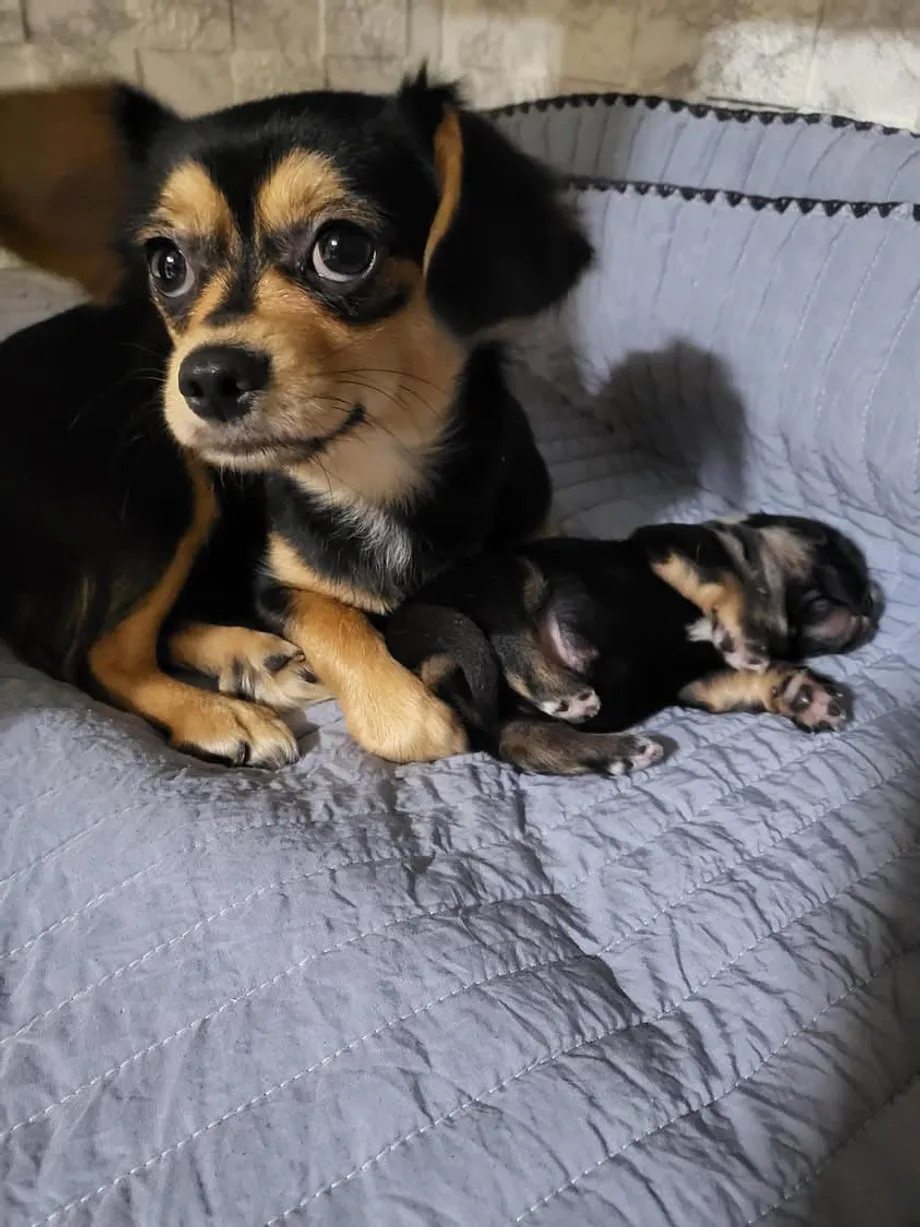 De las calles de Seúl a una segunda oportunidad: la historia de una chihuahua revela la crisis del rescate animal en Corea del Sur