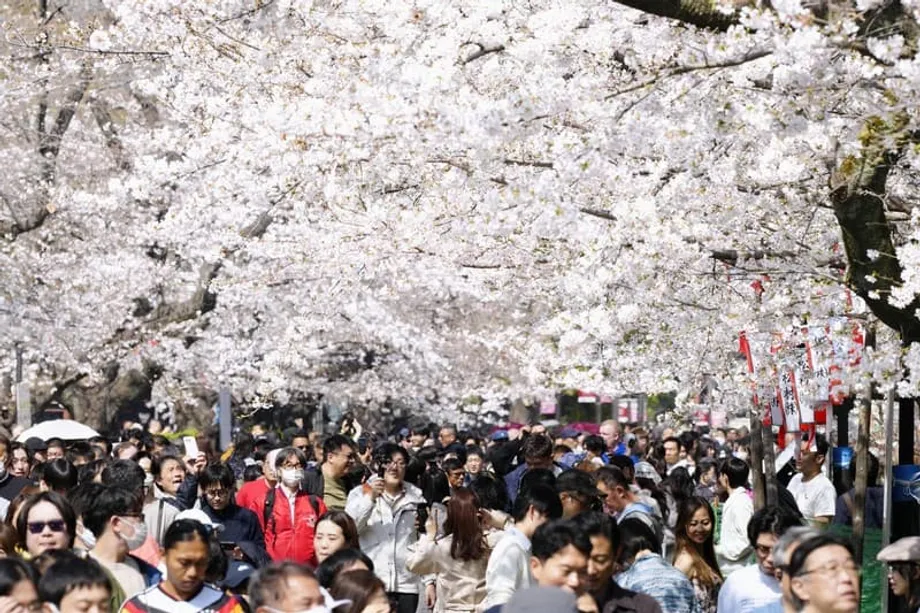 Los cerezos de Tokio alcanzan la plena floración tres días antes de lo previsto, con una llegada temprana de la primavera