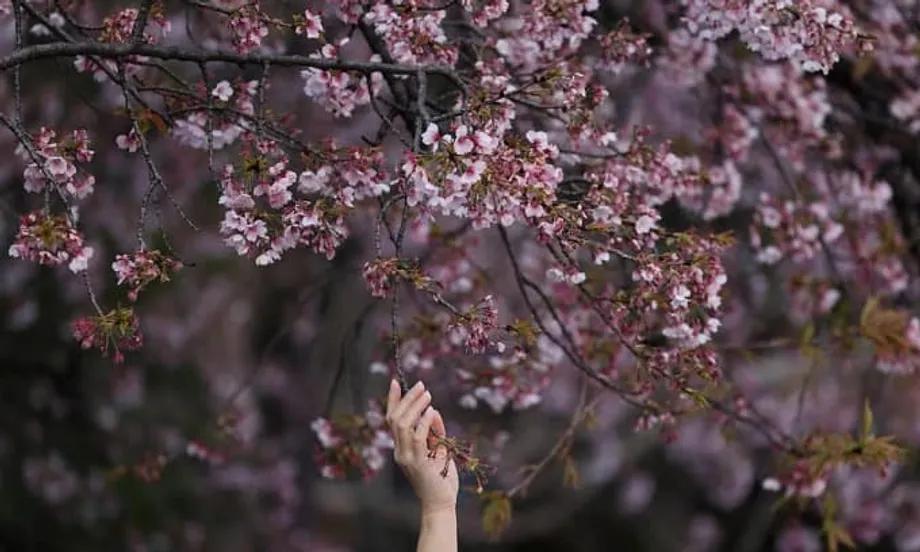 El aumento de los costos ensombrece la emblemática temporada del hanami en Japón