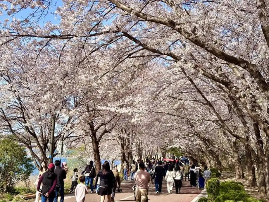 Un profesor de ingeniería asigna fotografiar cerezos en flor para aliviar el estrés de sus estudiantes