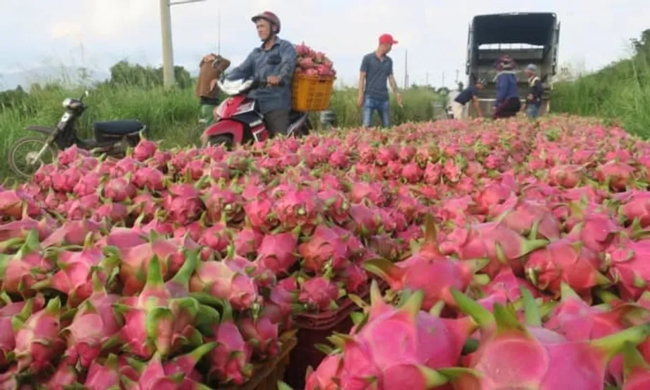 Las exportaciones de pitaya de Vietnam se recuperan con fuerza ante el auge de la demanda en Tailandia y Oriente Medio