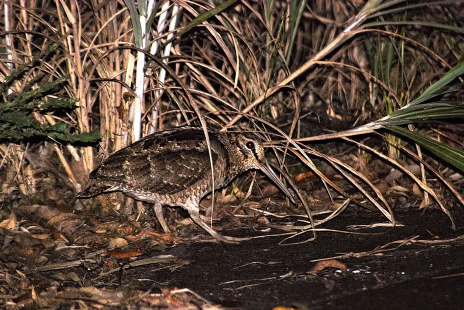 Japón concluye su primer programa de recuperación de especies tras la recuperación de aves de Amami