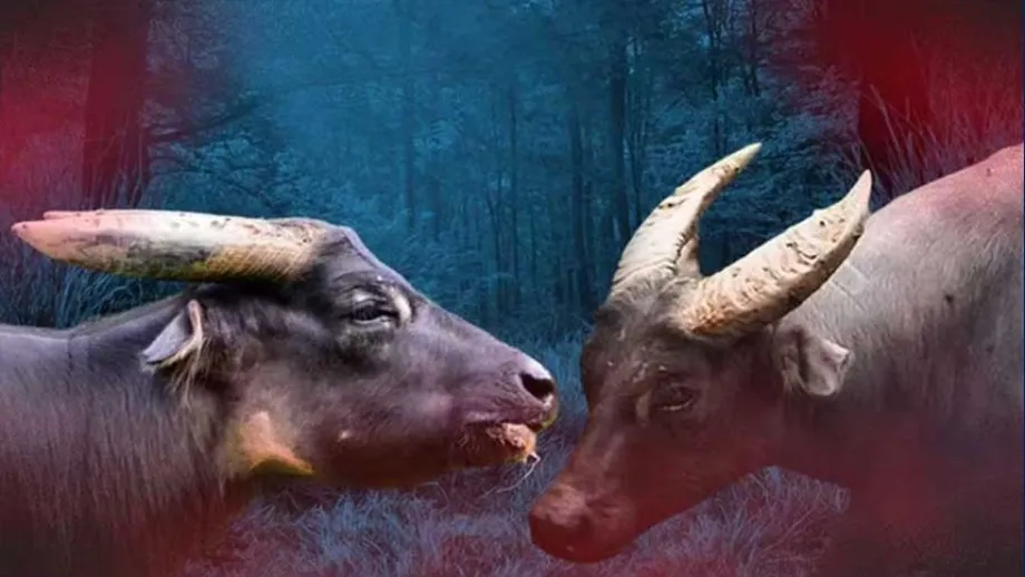 Tamaraw Numbers Are Rising, but Limited Habitat Still Puts Mindoro’s Wild Buffalo at Risk