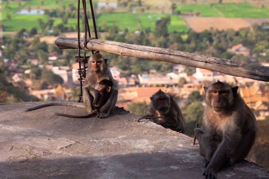 CITES Flags Limited Progress in Cambodia's Monkey Trade Despite Earlier Breeding Findings