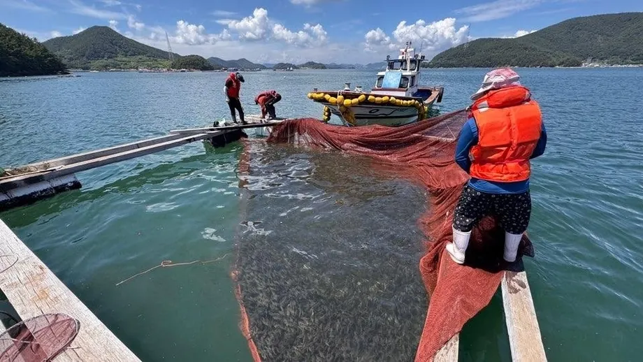 South Korea Loses 17.47 Million Farmed Fish as Heat Warnings Reach Record 27 Sea Areas