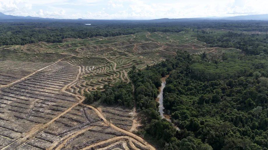 First Resources Faces New Allegations Over Hidden Palm Oil Links and Indonesian Forest Loss