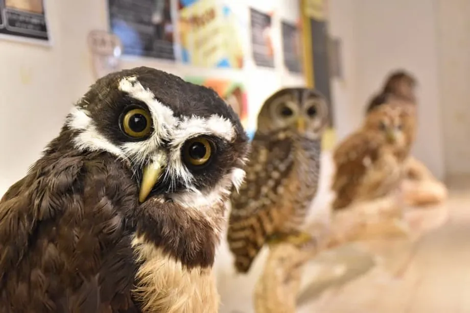 Los cafés de fauna silvestre, bajo escrutinio en Japón: bacterias ocultas, riesgo de lesiones y vínculos con el comercio ilegal