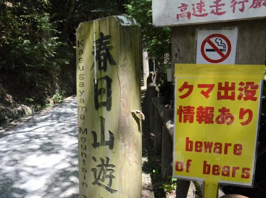Aumentan los encuentros con osos en Japón en plena temporada alta de senderismo otoñal